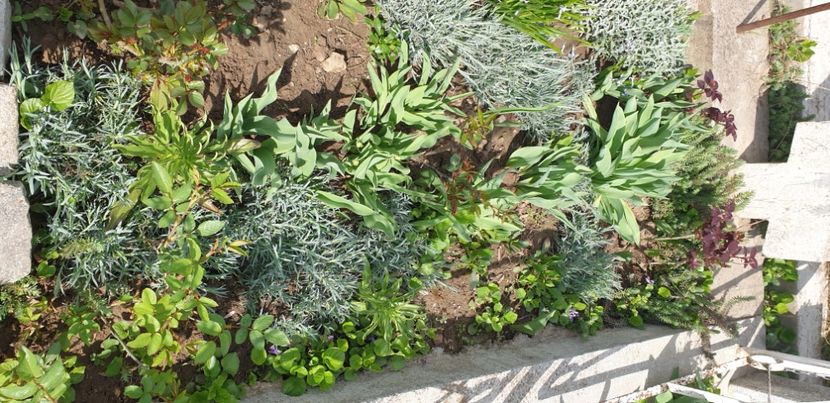  - 1M album 2021 gradina mama