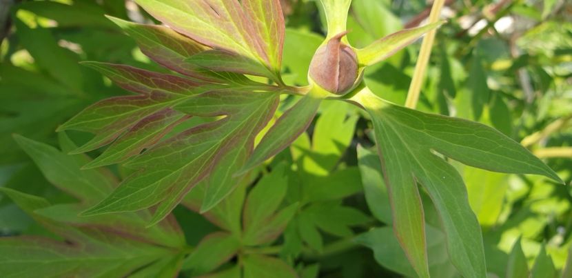  - 1M album 2021 gradina mama