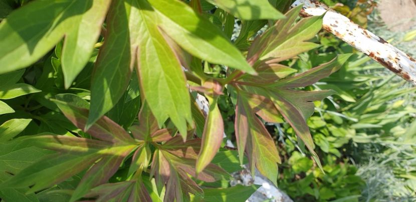  - 1M album 2021 gradina mama