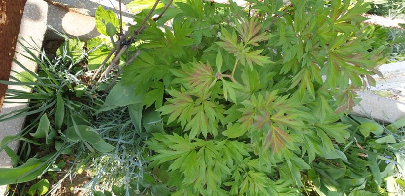  - 1M album 2021 gradina mama