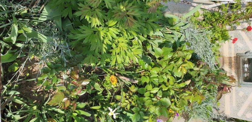  - 1M album 2021 gradina mama