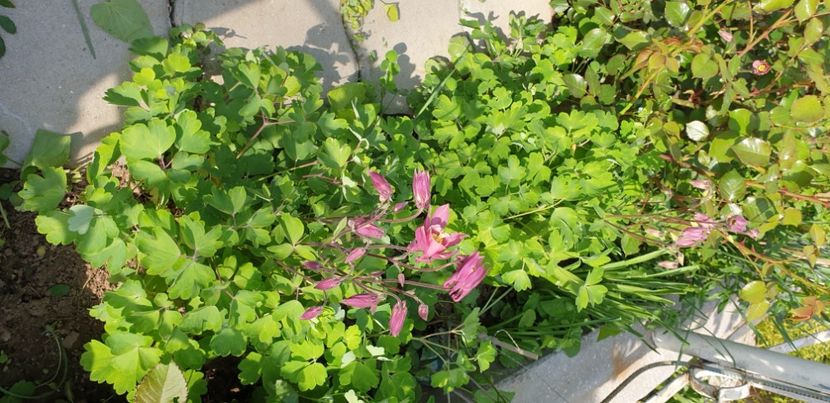  - 1M album 2021 gradina mama