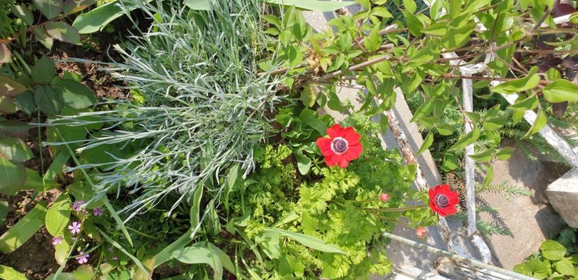  - 1M album 2021 gradina mama