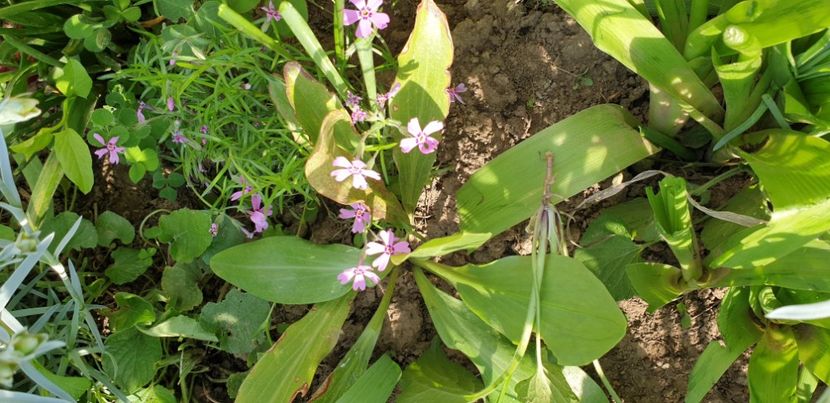  - 1M album 2021 gradina mama