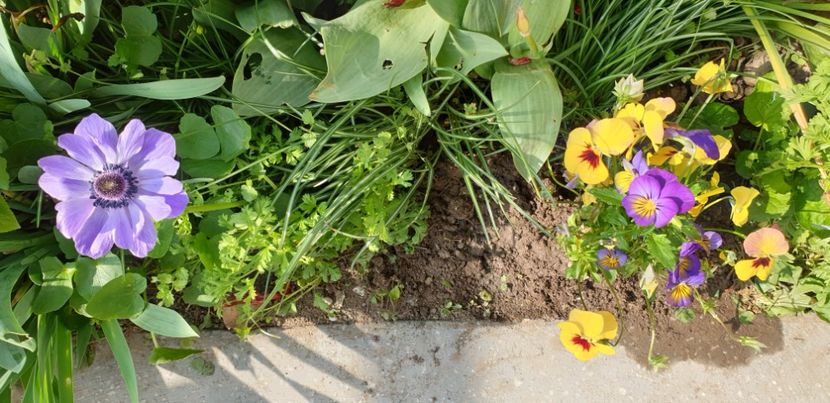  - 1M album 2021 gradina mama