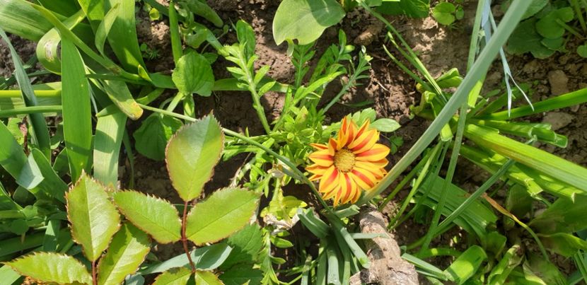  - 1M album 2021 gradina mama