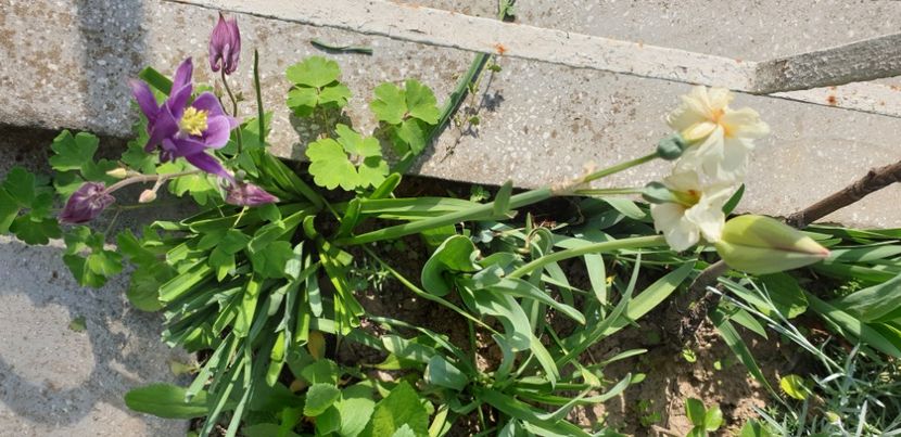  - 1M album 2021 gradina mama