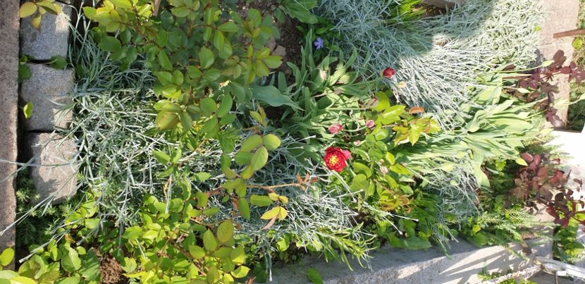  - 1M album 2021 gradina mama