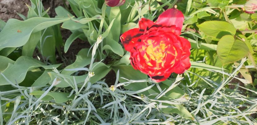  - 1M album 2021 gradina mama