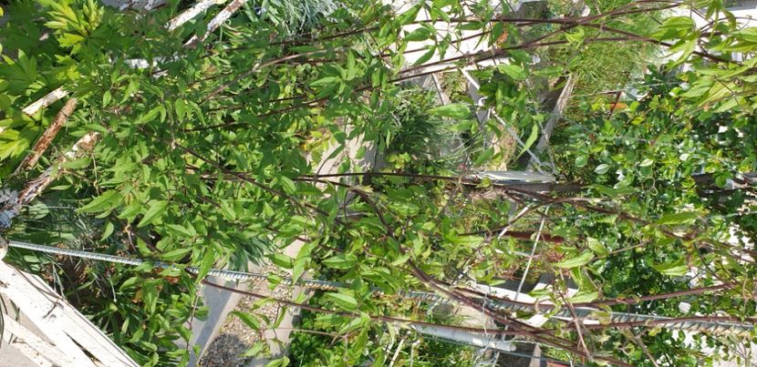  - 1M album 2021 gradina mama