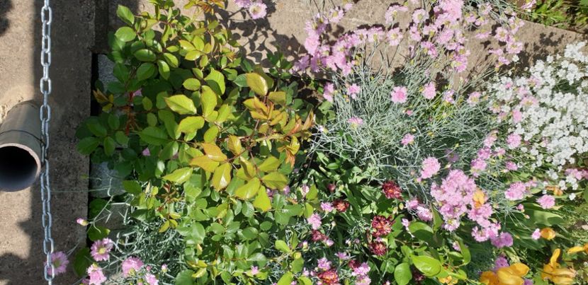  - 1M album 2021 gradina mama