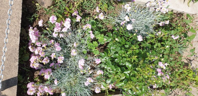  - 1M album 2021 gradina mama