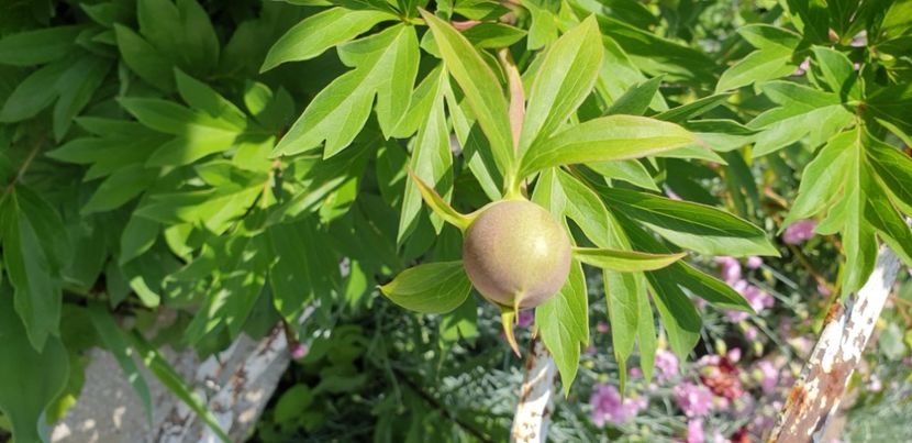  - 1M album 2021 gradina mama