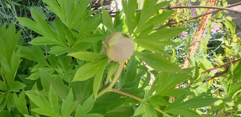  - 1M album 2021 gradina mama