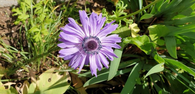  - 1M album 2021 gradina mama