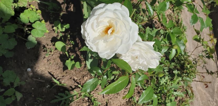  - 1M album 2021 gradina mama