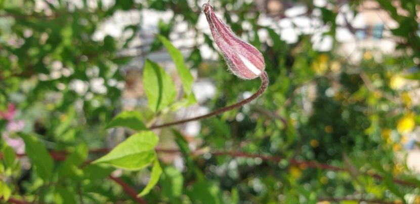  - 1M album 2021 gradina mama