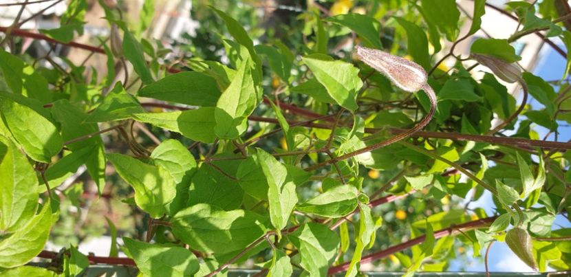  - 1M album 2021 gradina mama