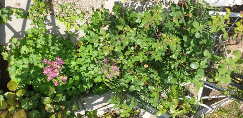  - 1M album 2021 gradina mama