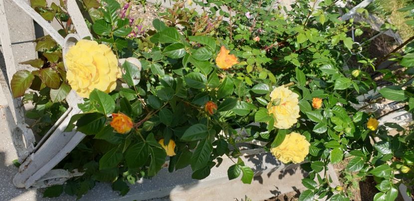  - 1M album 2021 gradina mama