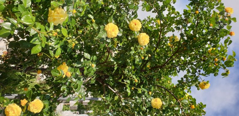  - 1M album 2021 gradina mama