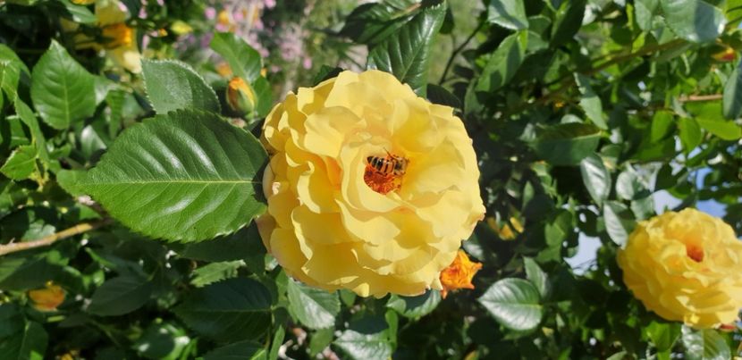  - 1M album 2021 gradina mama