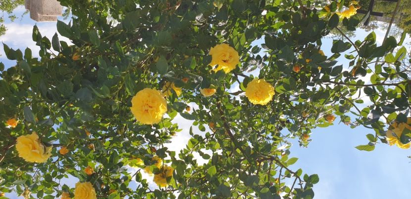  - 1M album 2021 gradina mama