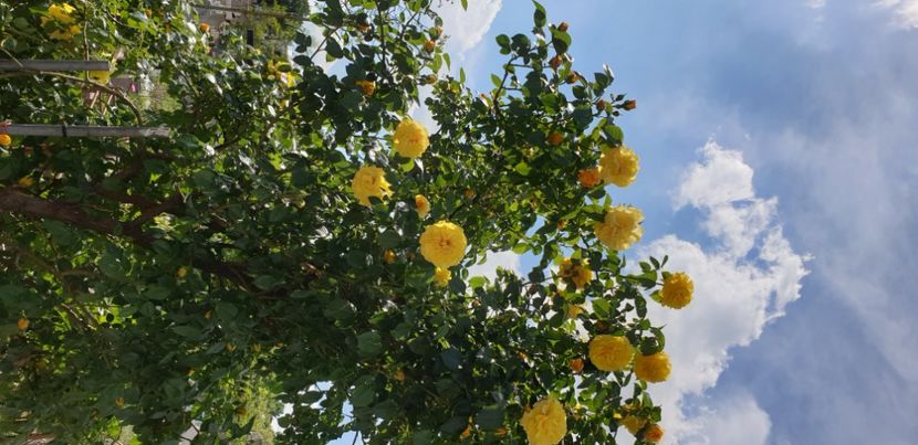  - 1M album 2021 gradina mama