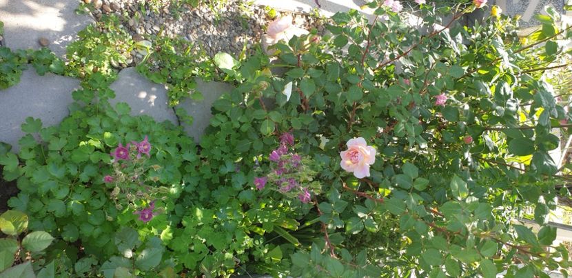  - 1M album 2021 gradina mama