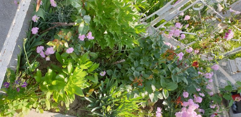  - 1M album 2021 gradina mama