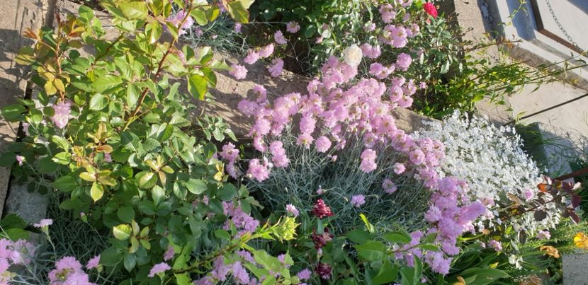  - 1M album 2021 gradina mama