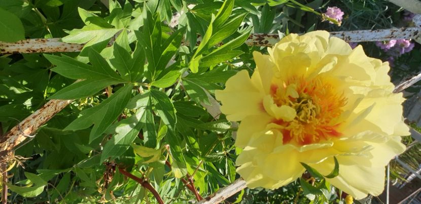  - 1M album 2021 gradina mama