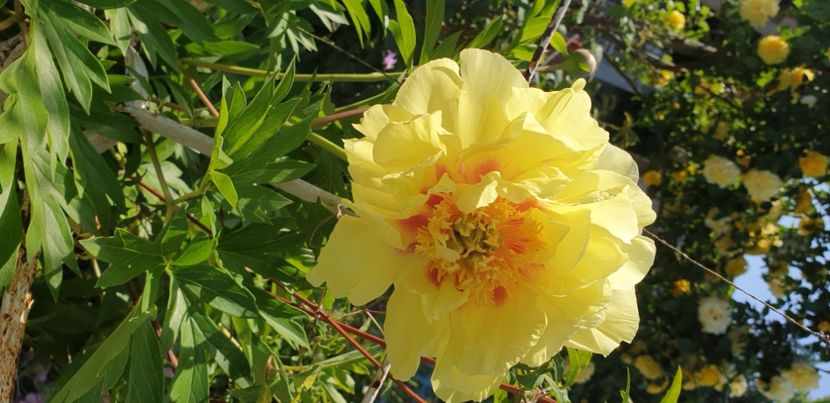  - 1M album 2021 gradina mama