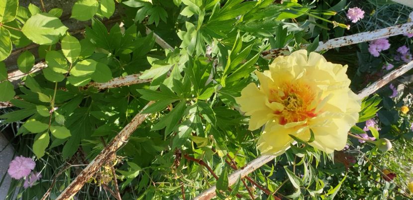  - 1M album 2021 gradina mama