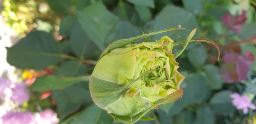  - 1M album 2021 gradina mama