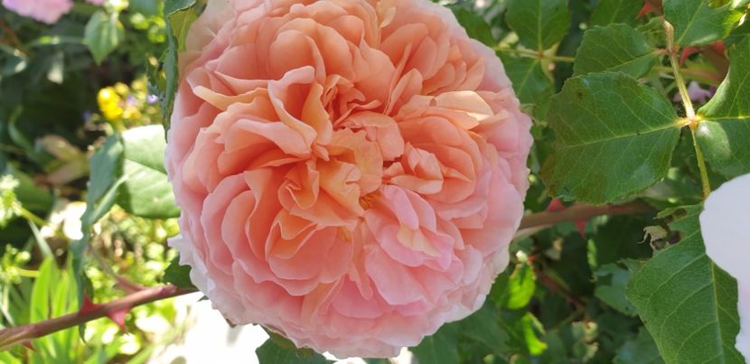  - 1M album 2021 gradina mama