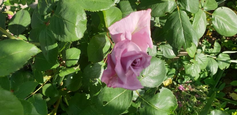  - 1M album 2021 gradina mama