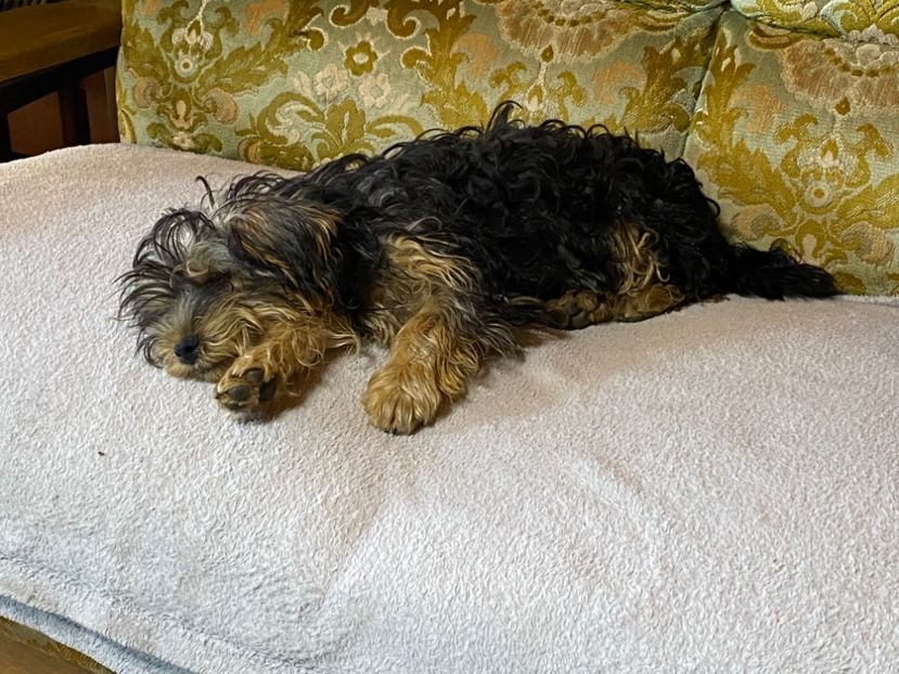  - AAA Yorkshire Terrier mini toy