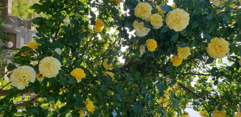  - 1M album 2021 gradina mama