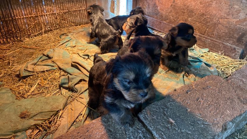  - AAA Yorkshire Terrier mini toy