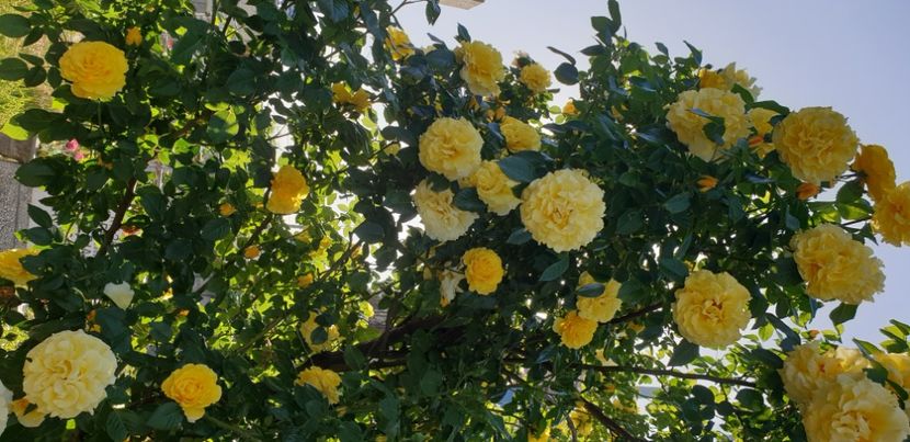  - 1M album 2021 gradina mama