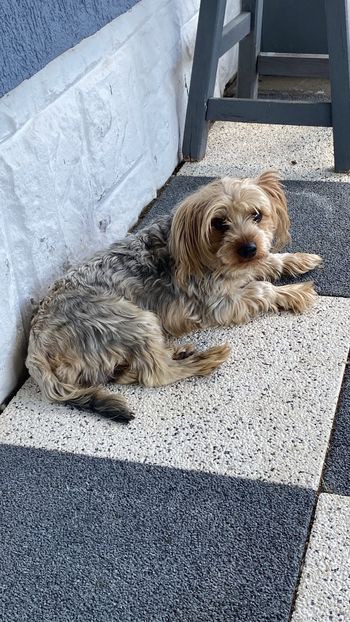  - AAA Yorkshire Terrier mini toy