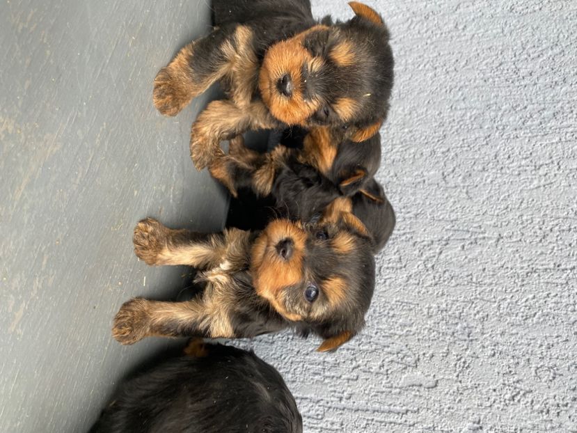  - AAA Yorkshire Terrier mini toy