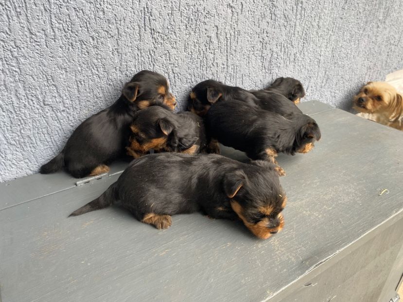  - AAA Yorkshire Terrier mini toy