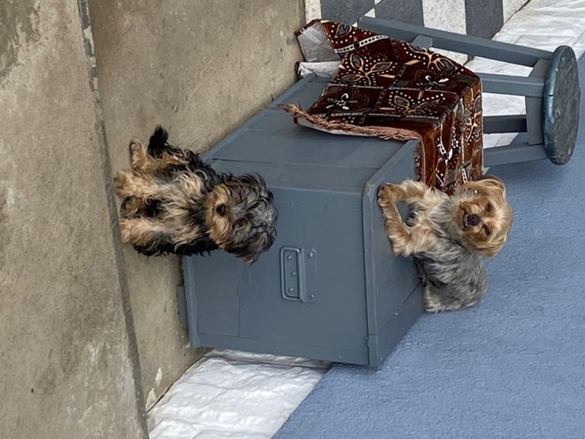  - AAA Yorkshire Terrier mini toy