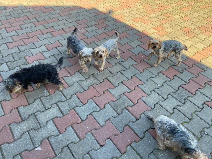  - AAA Yorkshire Terrier mini toy