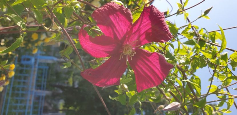  - 1M album 2021 gradina mama