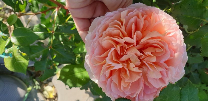  - 1M album 2021 gradina mama