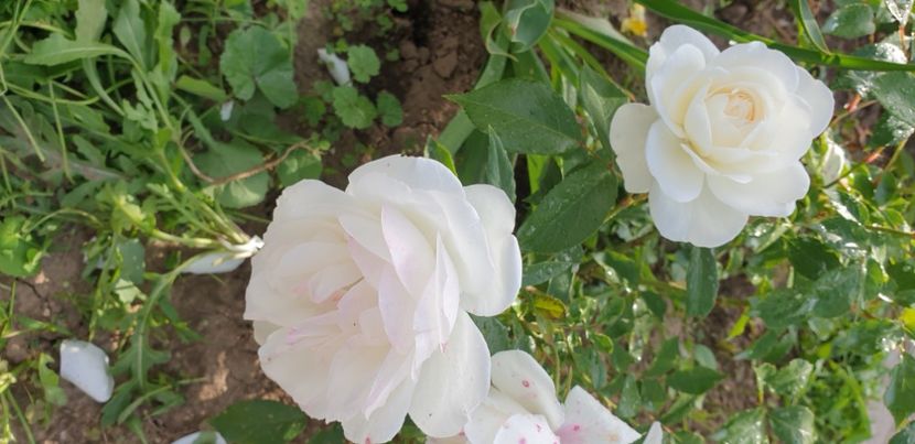  - 1M album 2021 gradina mama