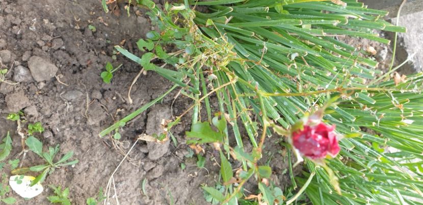  - 1M album 2021 gradina mama